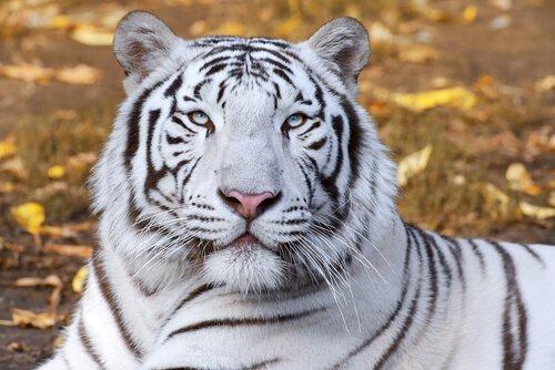 Животные в фэн-шуй, белый тигр