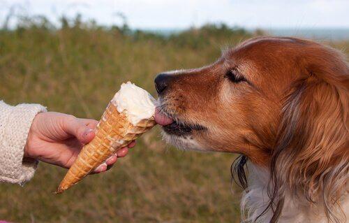 Собака лижет домашнее мороженое