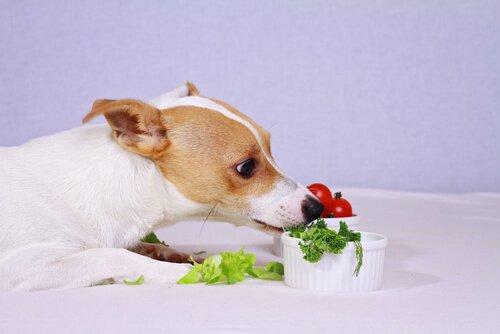 Рецепты для салатов для собак