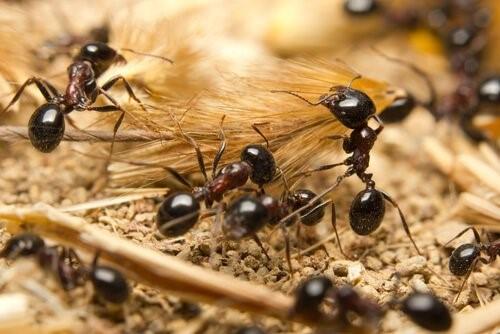 Животные с самой короткой продолжительностью жизни-муравей