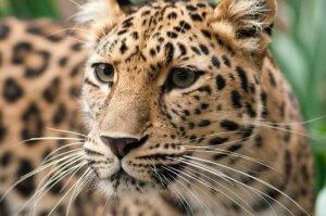 Амурский леопард приговорен к вымиранию