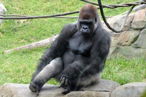 Западная горилла, крупнейший примат в мире