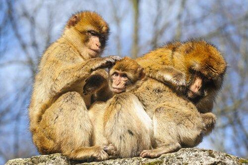 Жестокость животных: обезьяна с одеждой не естественна