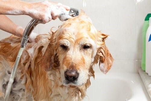 Можно ли купать бегущую суку-собаку во время купания